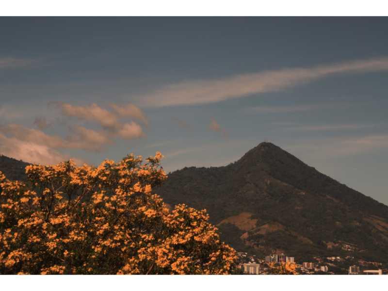El Maquilishuat (Tabebuia rosea) despliega su esplendor morado, simbolizando la identidad y la fuerza de la primavera en El Salvador.
