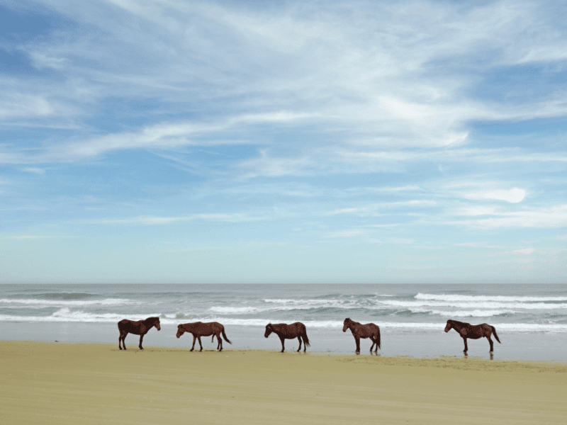 Wild horses on the beach in the Outerbanks North Carolina