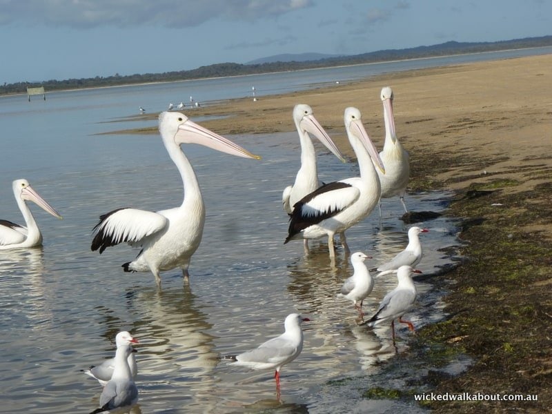 Wilsons Promontory Shallow Inlet