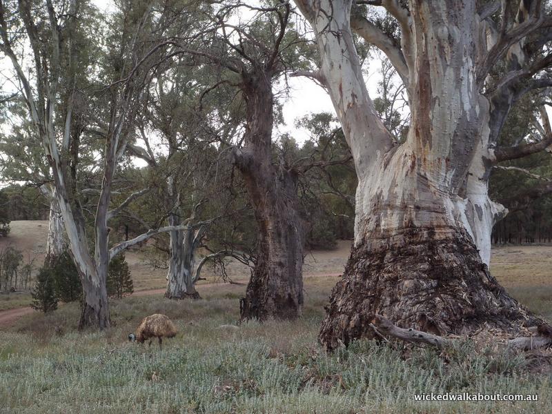 FLINDERS RANGES SOUTH AUSTRALIA