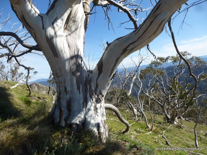 Mt Timbertop Walking Trail, Australia