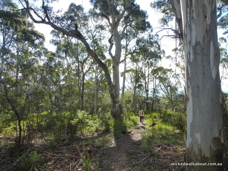 Mt Timbertop Walking Trail, Australia