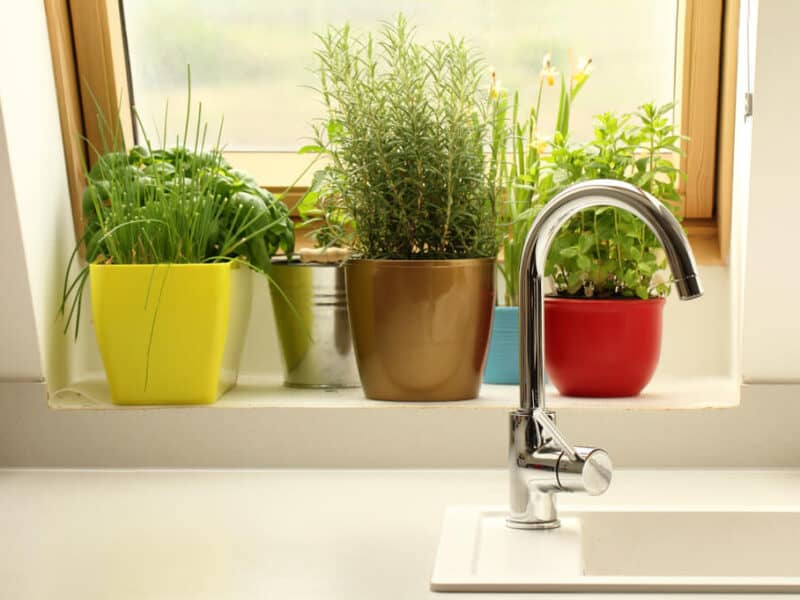 How To Grow Herbs On Your Kitchen Windowsill Home In The Pastures