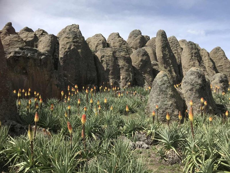 Rafu rock pinnacles in Bale Mountains – towering lava formations shaped by time and ice