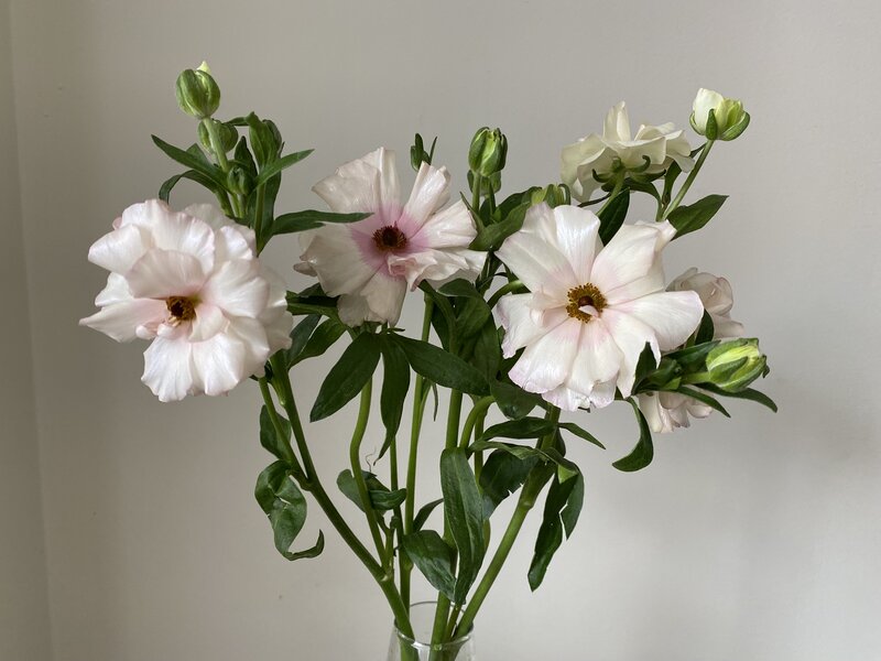 Ranunculus Butterfly - Image 6