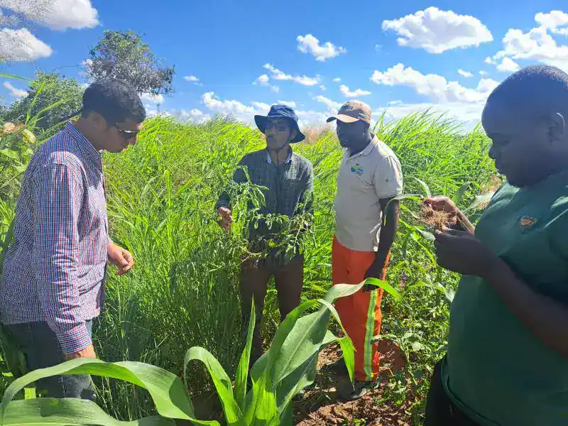 Investigadores argentinos aportan tecnología para producir tomate en Mozambique 2 tomate m 3.jpeg.jpgñññ