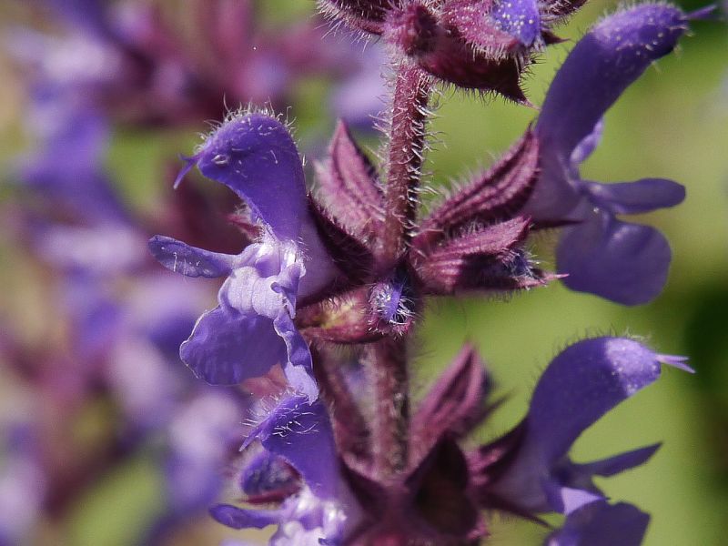 Salvia amplexicaulis