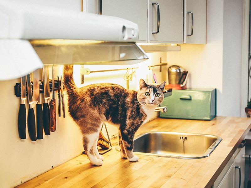 how to bring new kitten home
