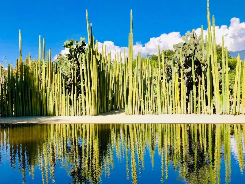 cactus at oaxaca botanical gardens