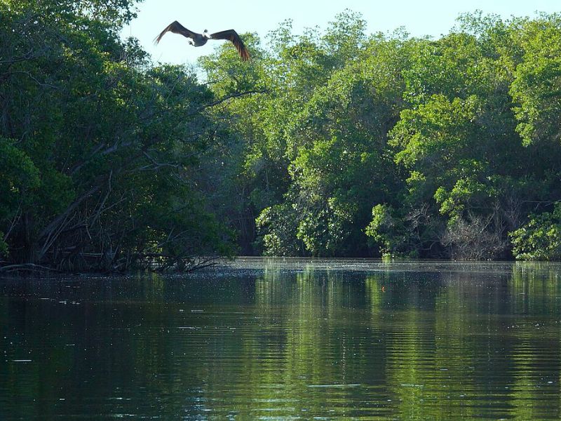 bird flying over Manialtepec Lagoon