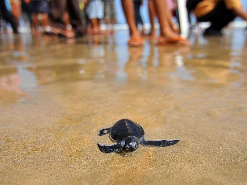 baby turtle in the sand on one of the Best Turtle Release Puerto Escondido Tours
