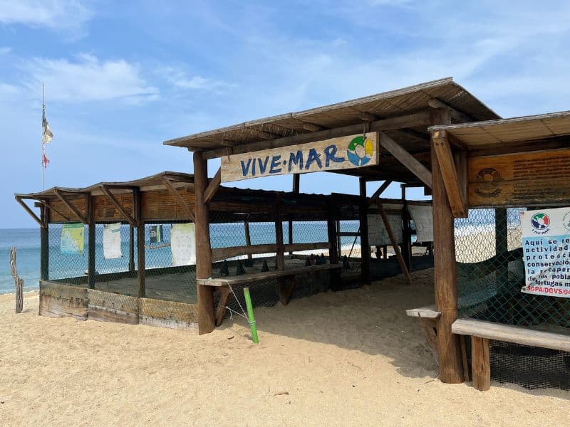 Vive Mar Puerto Escondido turtle release