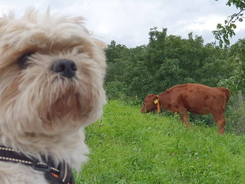 Hund in Nahaufnahme mit Kuh im grünen Feld, Natur, nachhaltige Ferien auf dem Wellnesshof RaJa, Tierfreundlichkeit, ländliche Idylle, Tierkontakt, Bio-Tiere, Naturerlebnis, Urlaub mit Tierkontakt, familienfreundlich, Erholung in der Natur.