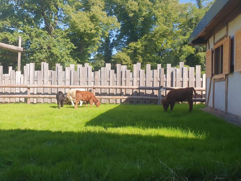 Entspannte Ziegen beim Grasen auf dem Wellnesshof RaJa, idyllischer Tiergarten inmitten von Natur für erholsamen Urlaub.