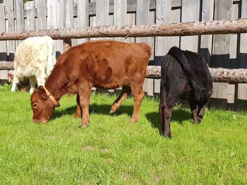 Kühe auf der Weide im Wellnesshof RaJa, ländliche Atmosphäre, naturverbunden, Tierliebe, nachhaltiger Urlaub, ländlich, Haustiere, Tierfreundliches Ferienziel, Erholung in der Natur.
