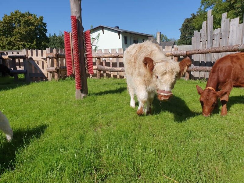 Kleines Pony und Kalb auf grünem Gras im Wellnesshof RaJa, idyllisches Tiergehege, ländliche Ruhe, Naturerlebnis, Tierwohl, Erholung in der Natur, nachhaltiger Urlaub in Deutschland.