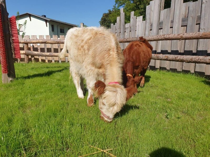 Kühe auf der Weide bei Wellnesshof RaJa, umgeben von Natur, perfekt für Tierliebhaber und Naturliebhaber, ideal für einen entspannten Urlaub auf dem Bauernhof in Deutschland.