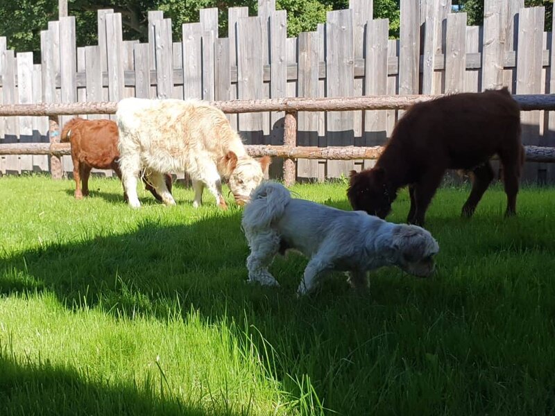 Hunde im grünen Außenbereich des Wellnesshof RaJa, ideal für Tierliebhaber und Naturliebhaber, die Ruhe und Erholung in ländlicher Umgebung suchen.