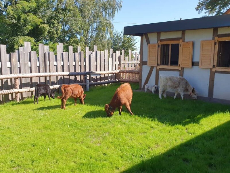 Entspannter Bauernhof mit Ziegen und Hunden, ländliche Atmosphäre, Naturidyll, tierfreundliches Ferienhaus, idyllischer Rückzugsort im Grünen für Wellness und Erholung.