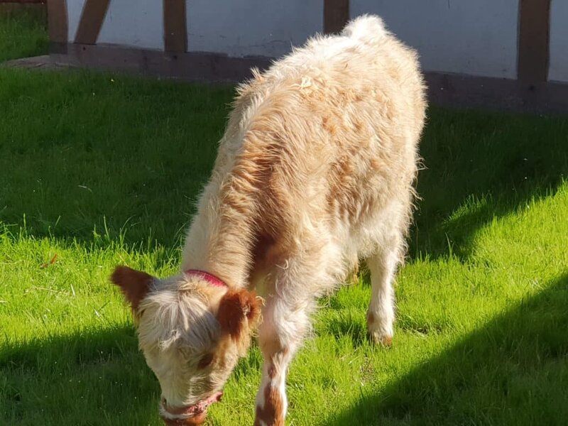 Weißer Hund auf grünem Gras mit Schatten, entspannter Außenbereich.