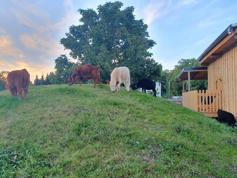 Kühe auf der Weide bei Wellnesshof RaJa, Natur, Tierschutz, ländliche Idylle, nachhaltiger Urlaub, Erholung in der Natur, Tierliebe, ruhiger Rückzugsort, bio-landwirtschaftlicher Betrieb, nachhaltige Freizeitgestaltung.