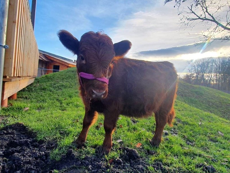 Kleines Häschen auf Weide, Natur, Tier, Bio-Häuschen, Kindererlebnis, familiäre Atmosphäre im Wellnesshof RaJa, nachhaltiger Urlaub, Tierkontakt, Landidylle.
