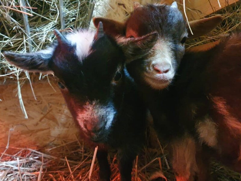 Niedliche Ziegenkätzchen in Tiergehege auf dem Wellnesshof RaJa, ideal für Tierliebhaber und Familien.
