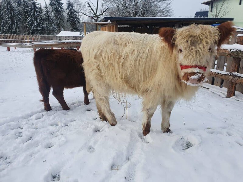 Hochwertige Eseltierhaltung im Wellnesshof RaJa mit artgerechtem Lebensraum und winterlichem Ambiente in der Natur.
