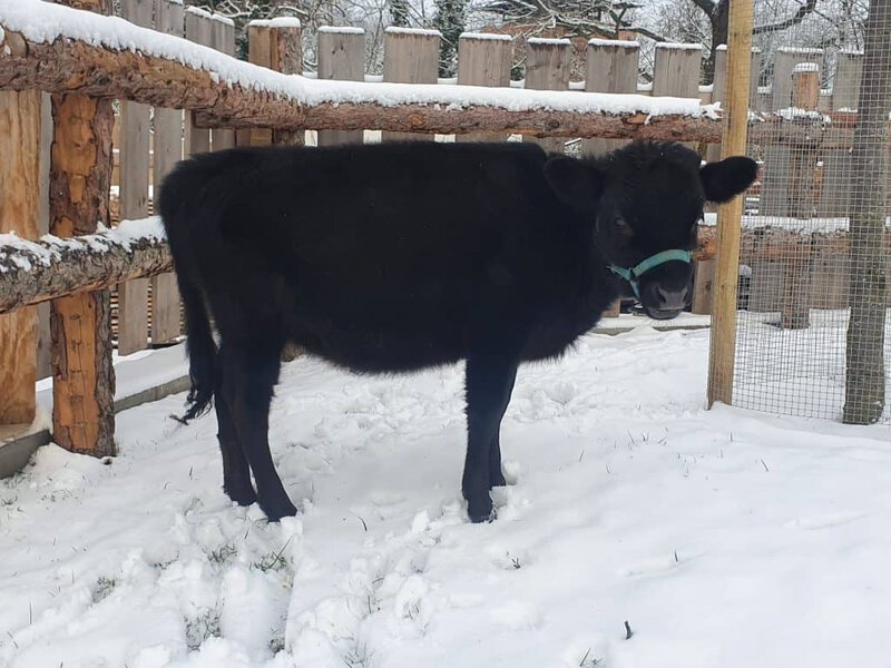 Kleines schwarzes Kälbchen im verschneiten Tiergehege mit Holz- und Drahtzaun, Winterlandschaft, Blick auf das Tierwohl im Wellnesshof RaJa.