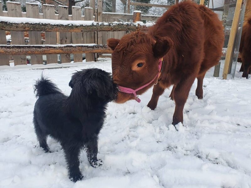 Frühlingserwachen auf dem Wellnesshof RaJa: Hund und Rind erkunden die verschneite Natur, entspannte Tiererlebnisse im Naturschutzgebiet, ideal für Erholung und Tierliebe.