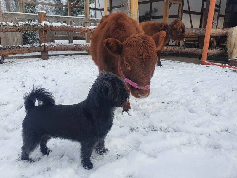 Kuh und Hund auf Schneewiese im Wellnesshof RaJa, ländliche Tiererlebniswelt, Tierliebe, Winteraktivitäten in der Natur.