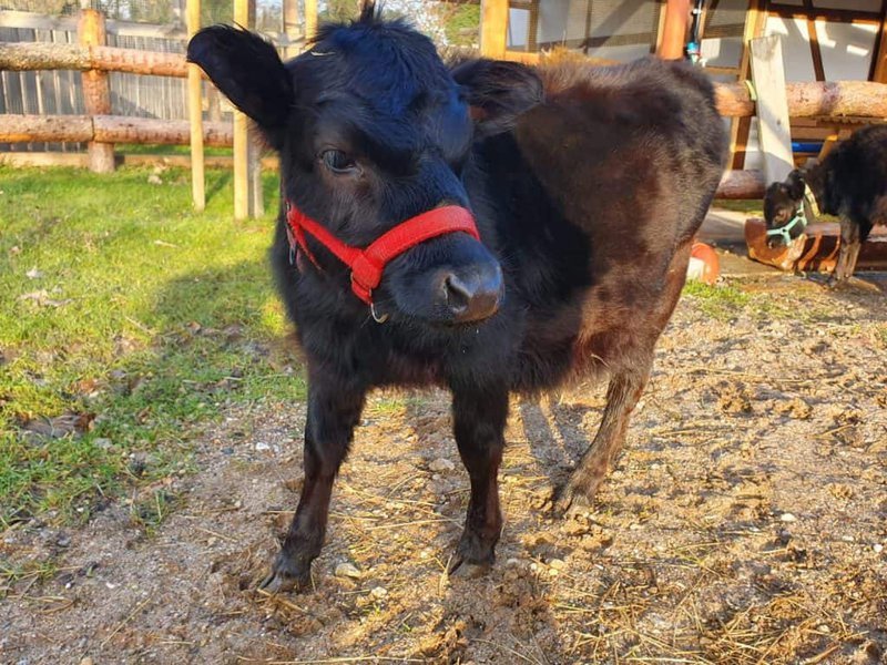 Kuh mit roter Halfter auf dem Wellnesshof RaJa, Tierliebe, Natur, bäuerliche Atmosphäre, Tiergestützte Therapie, ländliche Idylle, Naturnaher Urlaub, Tierischer Kontakt, Regional, nachhaltige Landwirtschaft.