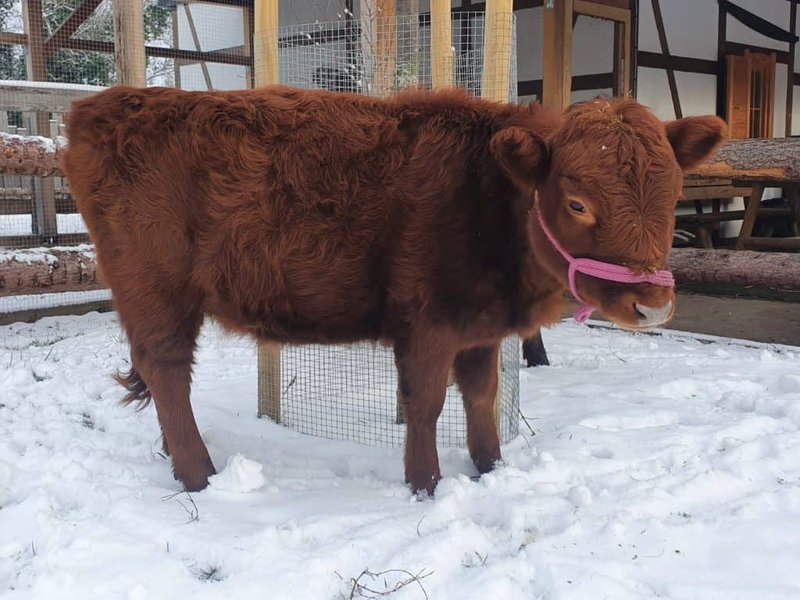 Kuscheliger Nachwuchs: Unser kleines Rind im Winter auf dem Wellnesshof RaJa, ideal für Tierliebe und Naturerlebnis.