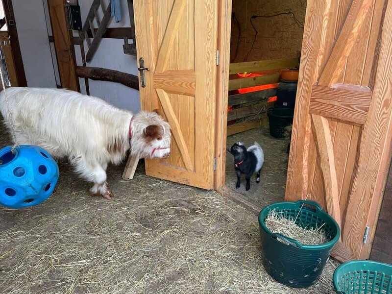 Hunde im Tiergehege des Wellnesshof RaJa, ländliche Tierhaltung und natürliche Umgebung, Hunde und Ziegen in Stall, ländliche Tierhaltung, Tierliebhaber, nachhaltige Landwirtschaft.