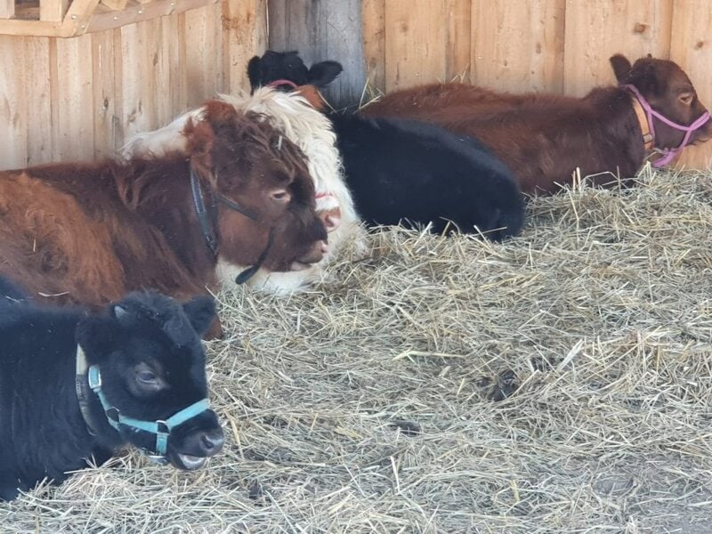 Entzückende Ziegen im Tiergehege des Wellnesshof RaJa, perfekt für Natur- und Tierliebhaber, entspannter Urlaub inmitten der Tiere, ländliche Atmosphäre in ruhiger Umgebung.