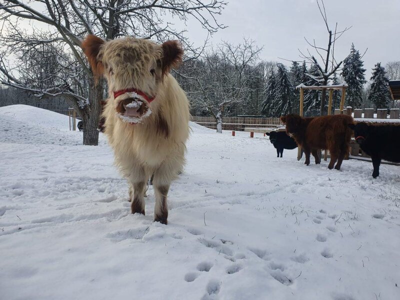 Hübsches Alpakafoto im Schnee auf dem Wellnesshof RaJa, entspannte Tierbegegnung in winterlicher Natur, ideal für Wellness- und Naturerlebnisurlaub in Deutschland.