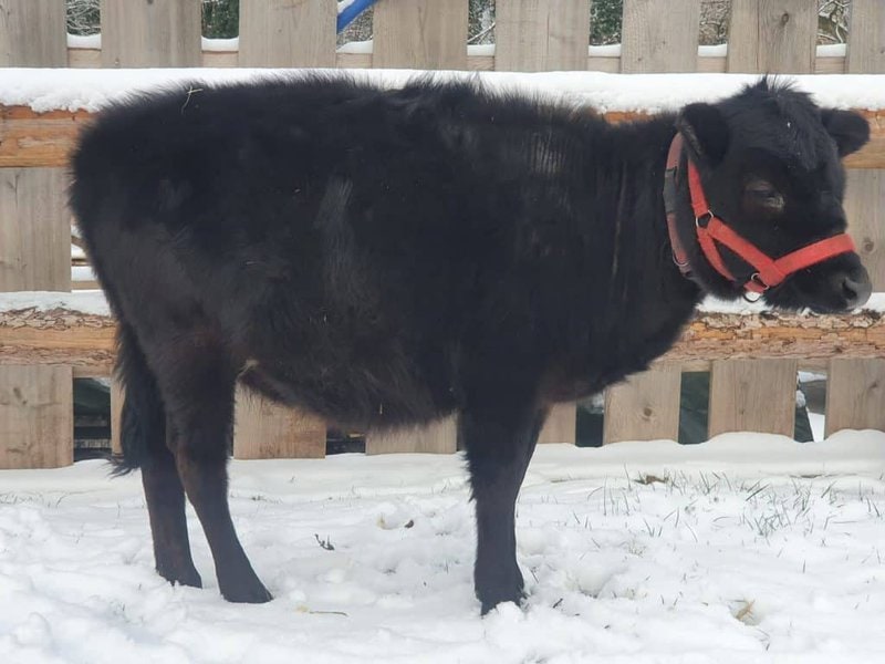 Kleines schwarzes Kälbchen im Schnee auf dem Wellnesshof RaJa, ländliches Tiererlebnis, Urlaub mit Tieren, nachhaltiger Reiterhof, Naturerlebnis in Deutschland.