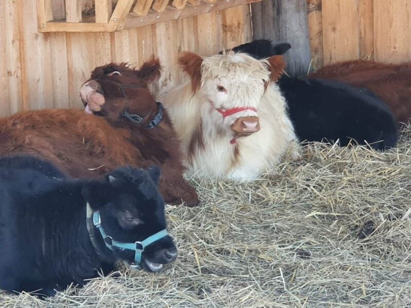 Herde mit kleinen Ponys und Ziegen im Streichelgehege auf dem Wellnesshof RaJa, ideales Erlebnis für Familien und Naturfreunde.