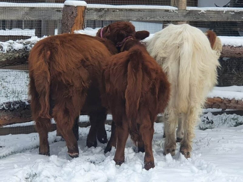 Schafe im Schnee auf dem Wellnesshof RaJa, natürliche Tierhaltung im Winter, ländliche Naturerfahrung, nachhaltige Landwirtschaft, Tierliebe in der Wellnesshof-Atmosphäre.