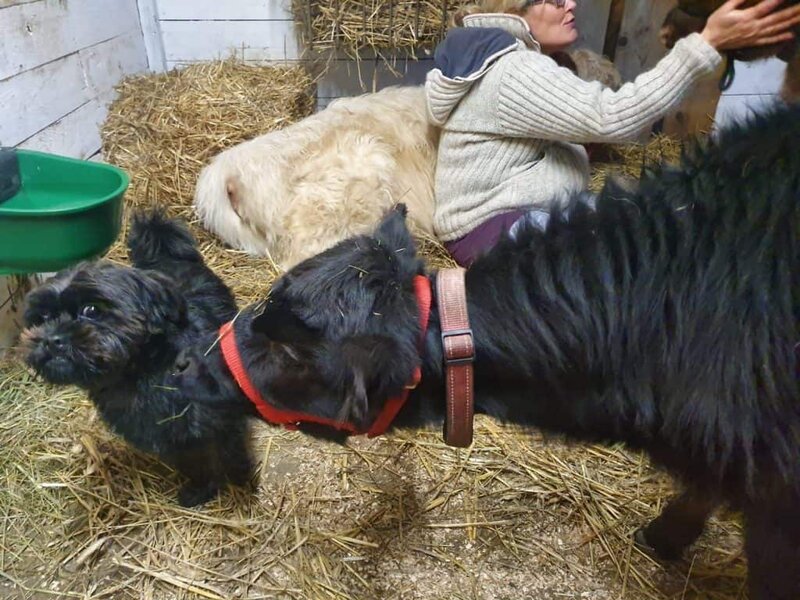 Entspannende Tiertherapie auf dem Wellnesshof RaJa mit Hunden und Tieren in natürlicher Umgebung.