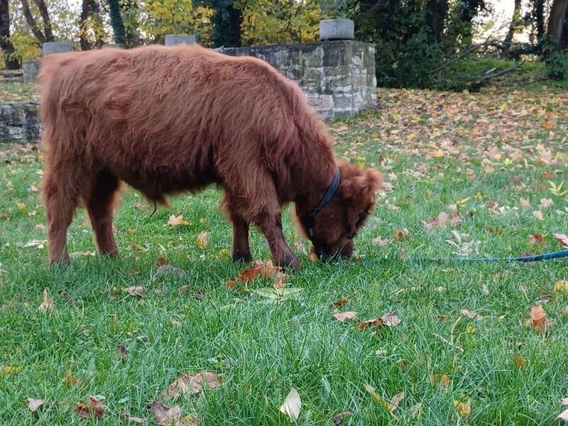 Rotes Angus-Kalb beim Grasen auf einer grünen Wiese im Wellnesshof RaJa, Naturnahe Tierhaltung, landschaftliche Idylle, nachhaltige Landwirtschaft.