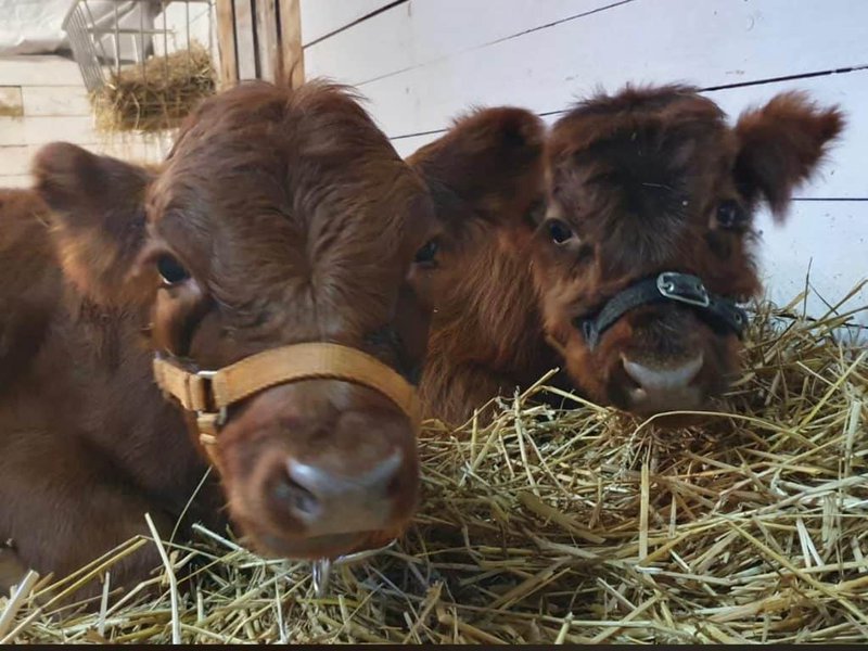 - niedliche mini kuhmütze im stall, naturverbundenes tiererlebnis auf dem wellnesshof raja.