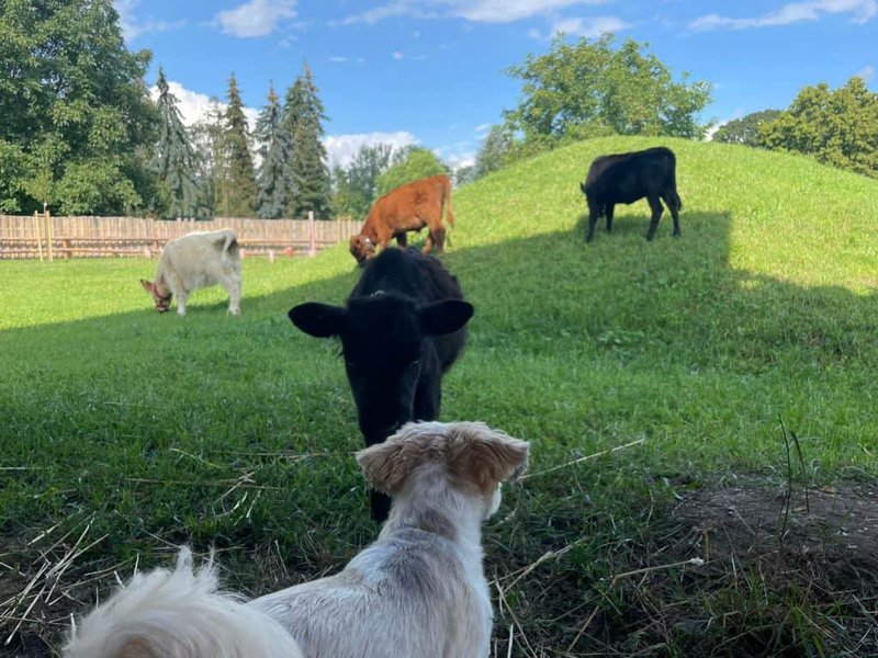 Hofhund und Ziegen beim Weidegang auf dem Wellnesshof RaJa, Naturnaher Erholungsort in Deutschland, kuschelige Tierbegegnung, ländliche Idylle, Tierliebe, tiergestützte Aktivitäten, nachhaltiger Urlaub, Familienurlaub, Naturerlebnis.
