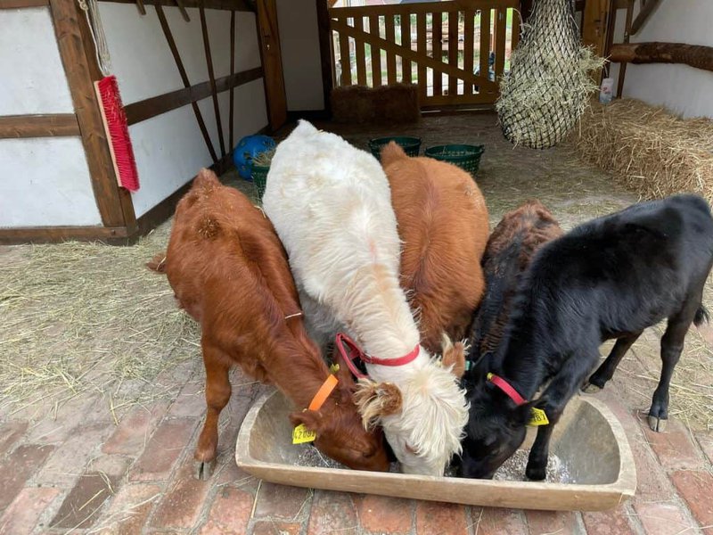 Kälber beim Fressen auf dem Wellnesshof RaJa, idyllischer Tierhof in Deutschland, ländliche Atmosphäre, nachhaltige Landwirtschaft, Tierliebe und Naturerlebnis.