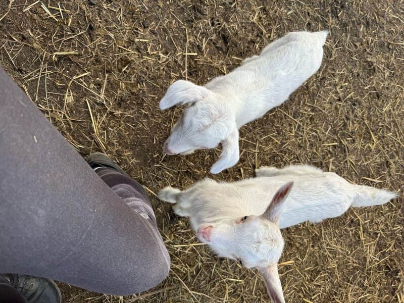 Entspannender Besuch auf dem Wellnesshof RaJa mit Ziegen, Natur und Tierkontakt in liebevoller Umgebung.