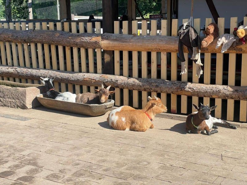 Entzückende Ziegen bei Wellnesshof RaJa, ideal für Tierliebhaber und Familien, die Natur und Tierkommunikation in entspannter Umgebung genießen möchten.