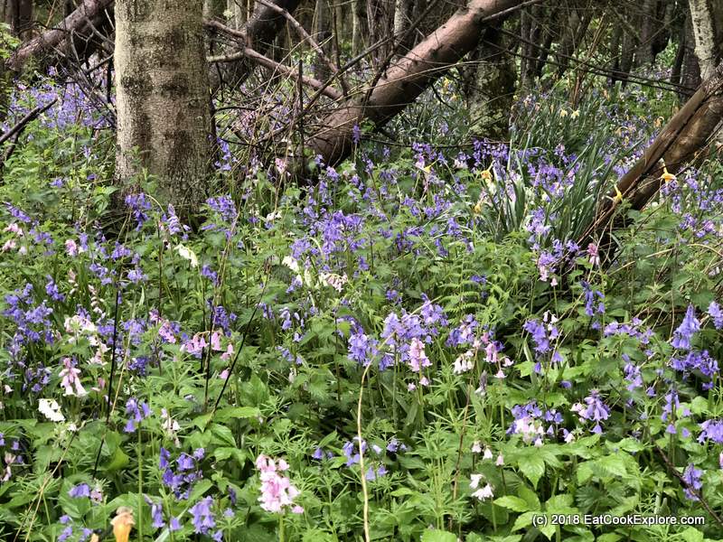 Bluebells Elie Estata Elie Fife