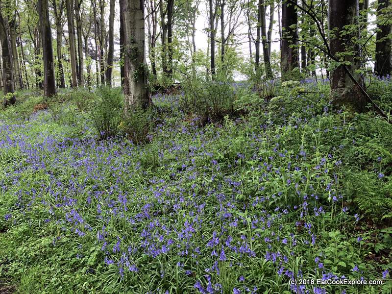 Bluebells by Kilconquhar Loch