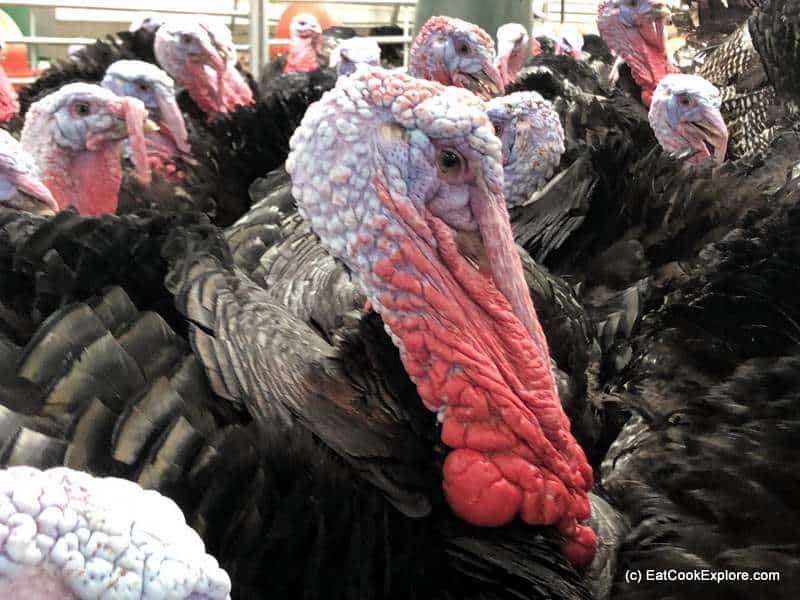 Free range Kelly Bronze Turkey Parent Stock