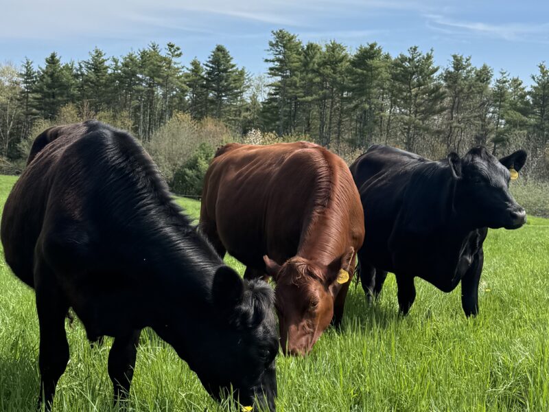 Cows at Pettengill Farm